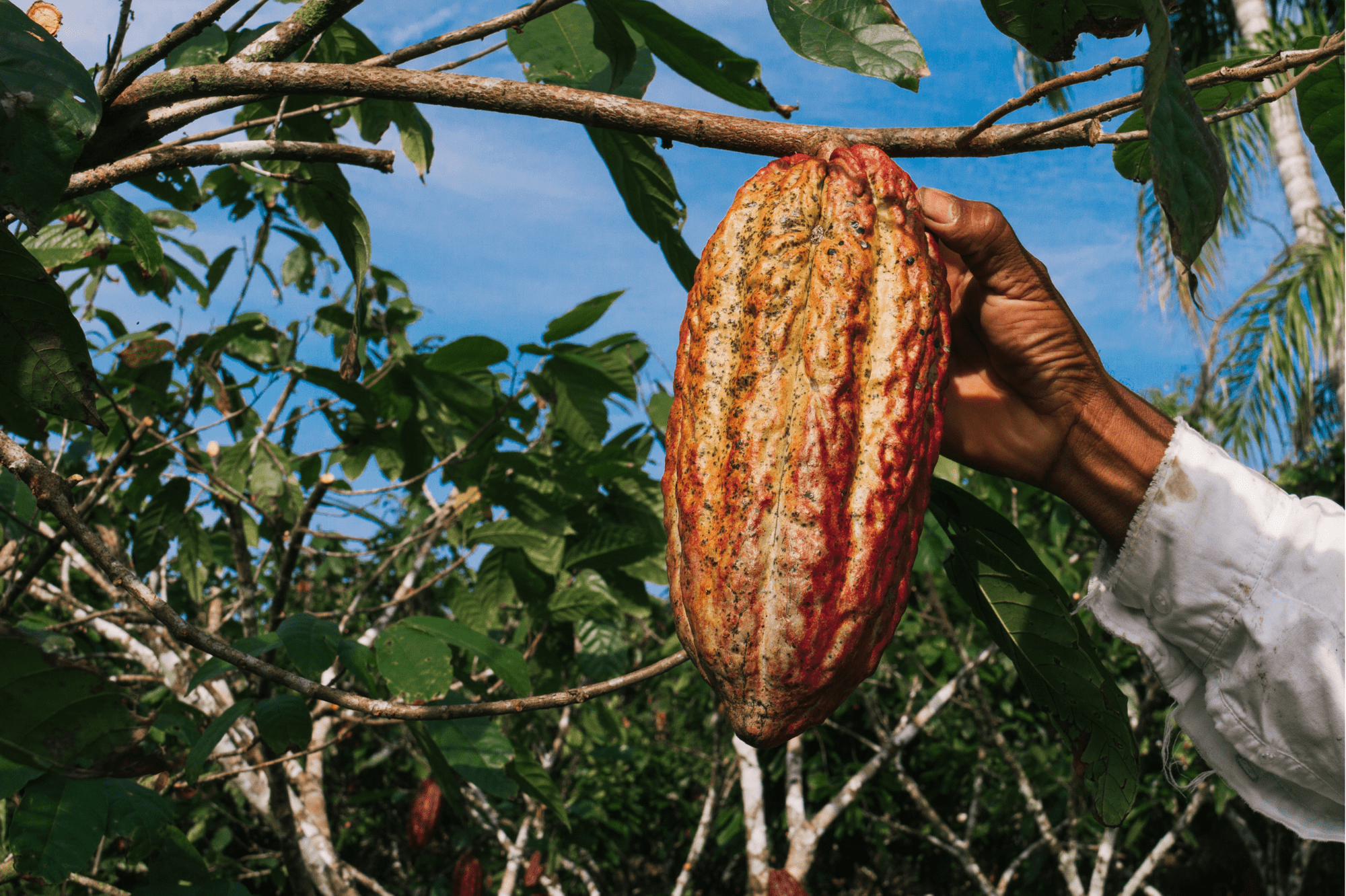 Cacao issu du commerce équitable et BIO - Alliance kko