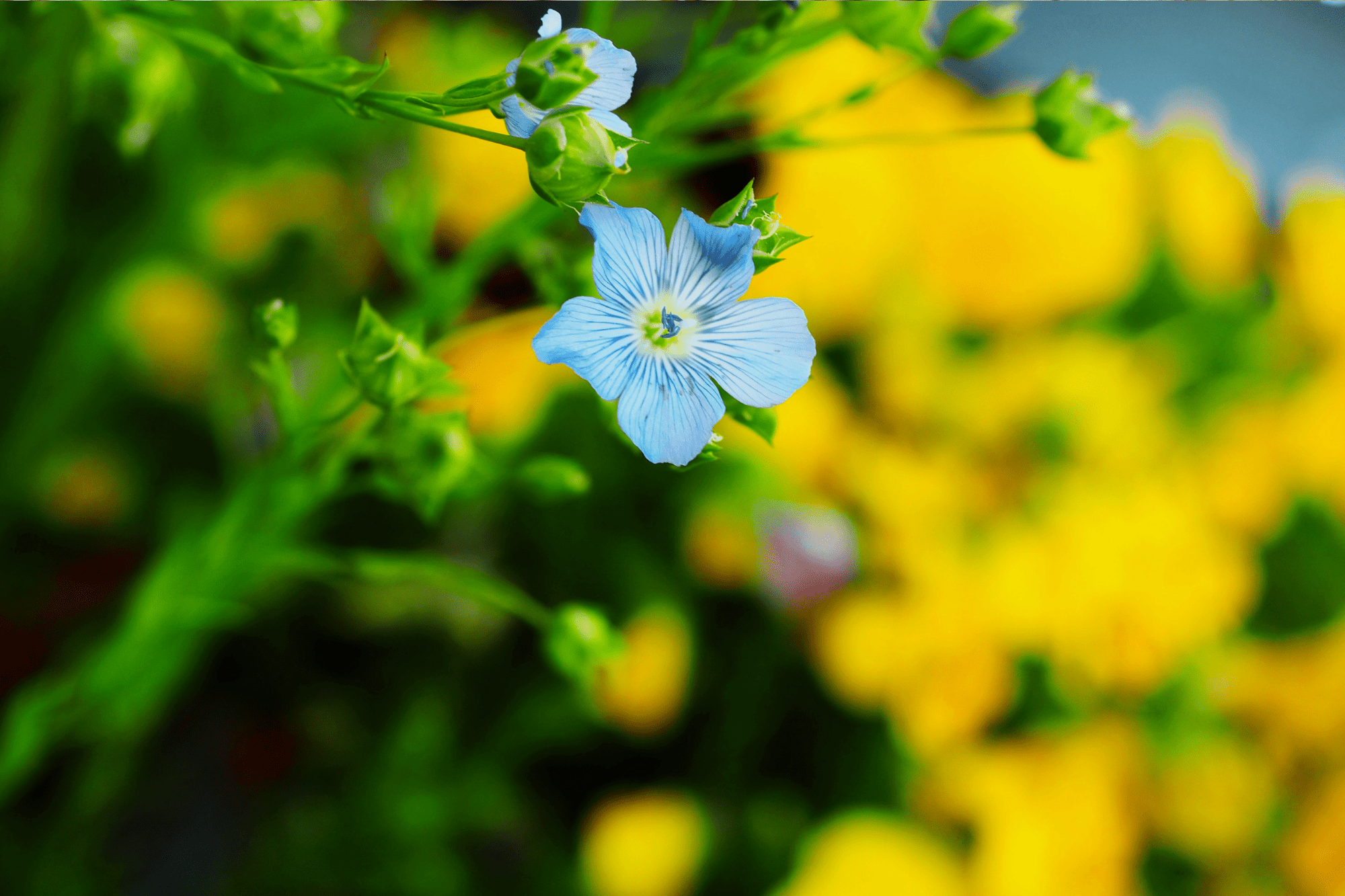 fleur de lin BleuBlancCoeur - Alliance kko